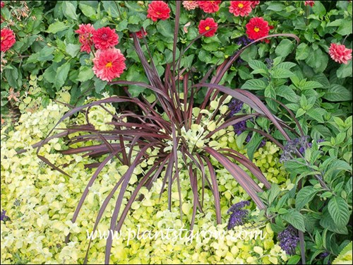 Cordyline Festival grass growing in an container with Lime Light Licorice Plant, blue Marine Heliotroph and Border Charm Dahlia.